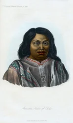 Araucano, kotoisin Chilistä, 1848