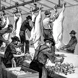 Armor Companyn sikateurastamo, Chicago, Illinois, USA, 1892