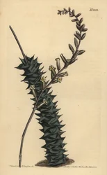 Astroloba foliolosa (pienlehtinen aloe, Aloe foliolosa)