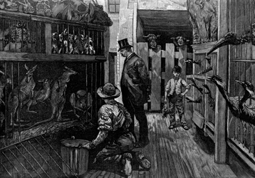 Jamrachsissa, Lontoossa, 1887