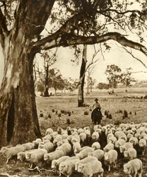 Australia - Kuljettaja joidenkin syytöksiensä kanssa lammasasemalla Victorian osavaltiossa, vuodelta 1948.