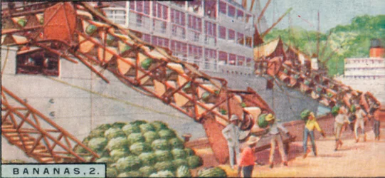 Banaanit 2. - Höyrylaivan lastaus, Costa Rica, 1928