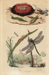 Tynnyrikuplaetana, Acteon tormatilis 1, helmivuokko, Actinia equina 2, keltakärkinen pitkäsarvi, Nemophora degeerella 3, ruskea hawker, Aeshna grandis 4