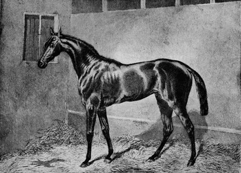 Helmimies, 1855-1872, 1911