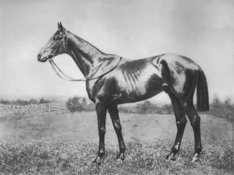 Musta nuoli, 1911