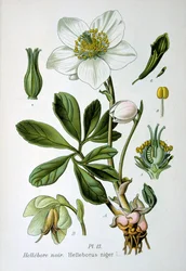 Mustajouluruusu, 1893