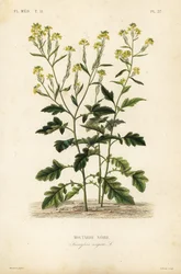 Musta sinappi, Brassica nigra, Sinapis nigra, musta sinappi