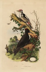 Palokärki, Dryocopus martius, ja käpytikka, Dendrocopos major