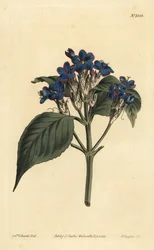 Sinisalvia, Eranthemum pulchellum (sinikukkainen justicia, Justicia nervosa)