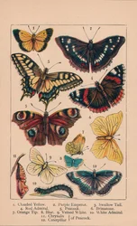 Perhoset, 1800-luku.