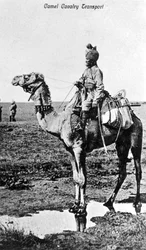 Kameliratsuväen kuljetus, Intia, 1900-luku