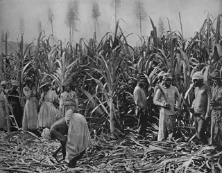 Cane-Cutters Jamaikalla, 1891