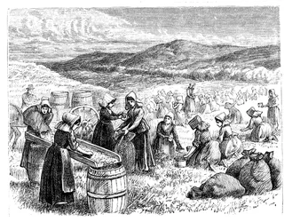 Cape Codin naiset poimimassa ja lajittelemassa karpaloita, 1875