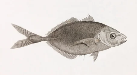 Caranx Lune, lähikuva