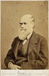 Charles Darwin, englantilainen luonnontieteilijä, n. 1870-luku