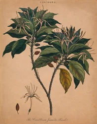 Kiinankuori. The Caribbean Jesuits Bark, 1801.