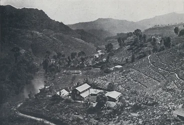 Sinhalese Tea Plantation, 1924