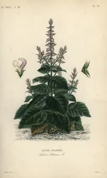 Clary salvia, Salvia sclarea, Sauge sclaree