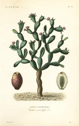 Kokinillikaktus, Nopalea cochenillifera, Opuntia cochenillifera, Cactus cochenillifer, Cactus coccinellifer, Cactus a cochenilles
