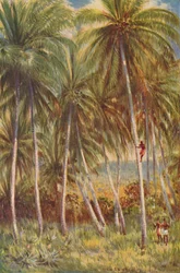 Kookospalmuja, 1924