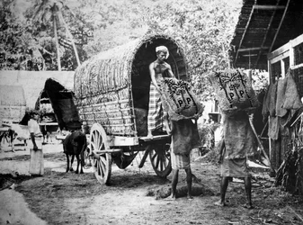 Kookoksen tuotanto, Intia, 1900-luku