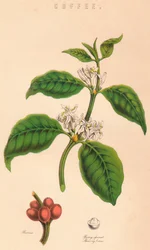 Kahvi, 1800-luku