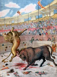 Leijonan ja härän välinen taistelu, Espanja, 1894