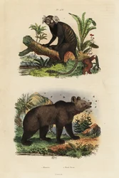 Marmosetti, Callithrix jacchus 1 ja ruskea karhu, Ursus arctos, mehiläisten kanssa 2