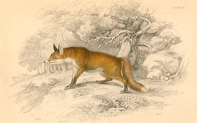 Tavallinen tai punakettu Vulpes vulpes, 1828