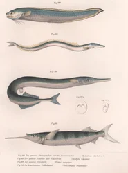 Tavallinen käärmekala. Tavallinen tuulenkala. Tavallinen Hornhecht. Brasilialainen puolinokka, noin 1850-luku