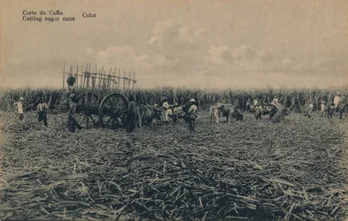 Corte de Cana - Sokeriruo