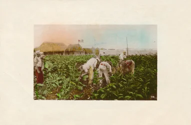 Tupakan sato. - Tobacco Plantation, c1910
