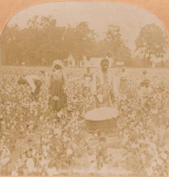 Puuvillan poiminta., c1900