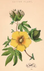 Puuvillatehdas, 1800-luku