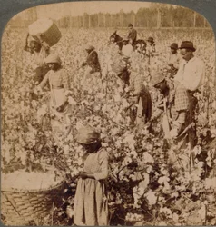 Puuvilla on kuningas - istutuskohtaus poimijoiden kanssa töissä. Georgia, 1900
