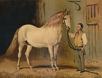 Cream State Carriage Horse. Of Her Majestys Stud, c1879.