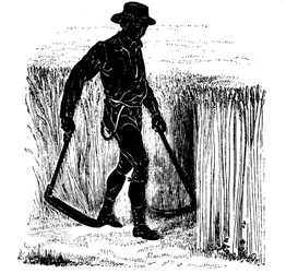 Viljelykierto: niitto Hainaultin viikateellä, 1855