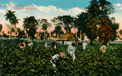 Kuuba: tupakan vega. Tobacco Plantation, c1900