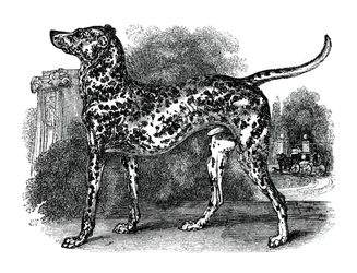 Dalmatialainen koira, 1848