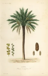 Taatelipalmu, Phoenix dactylifera, Dattier