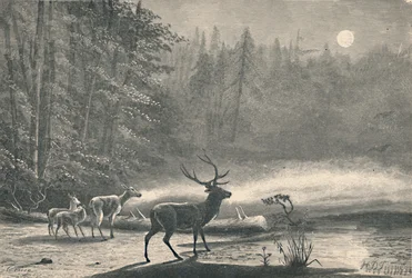 Deer St. Regis -järvellä yöllä 1883