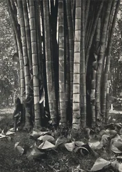 Peradeniyassa sijaitsevan jättimäisen bambukasvin varren alaosa, 1926