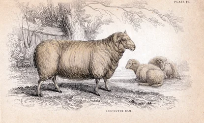 Dishley New Leicester Ram, c1840 finlandès
