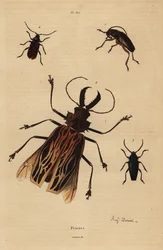 Dorysthenes paradoxus 1, Macrodontia cervicornis, haavoittuva 2, Elateropsis lineatus 3 ja Prionus versicolor 4