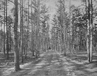 Aja Piney Woods Parkissa, Lakewoodissa, New Jerseyssä, c1897.