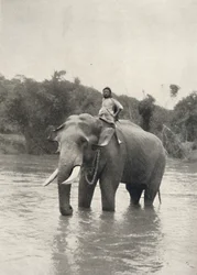 Elefantti Kornak In der Mahavaligangan kanssa, 1926