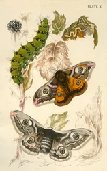 Keisariperhoset, 1800-luku.