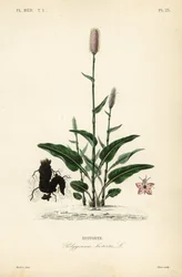 Euroopan bistort tai käärmejuuri, Persicaria bistorta, Polygonum bistorta, Bistorte