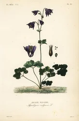 Euroopan columbine, Aquilegia vulgaris, Ancolie vulgaire