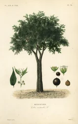 eurooppalainen nokkospuu, välimerellinen hakkomarja, lotepuu tai hunajamarja, Celtis australis, micocoulier
